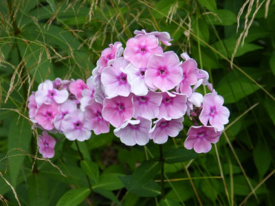 2016-08-20 Phlox 'Tüpfelchen'.jpg