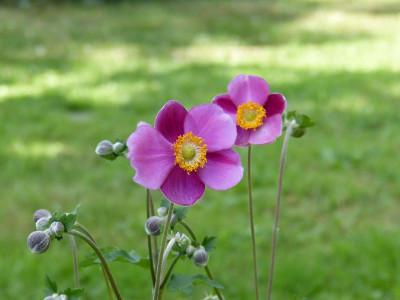 2016-08-17 Anemone hupehensis 'Haspen Abundance'.jpg
