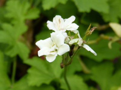 2016-08-16 Pelargonium 'Creamery'.jpg