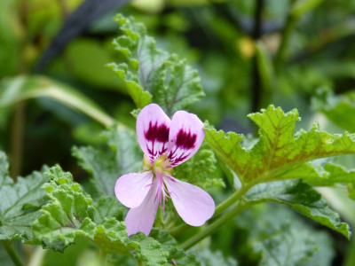 2016-08-16 Pelargonium panduriforme.jpg