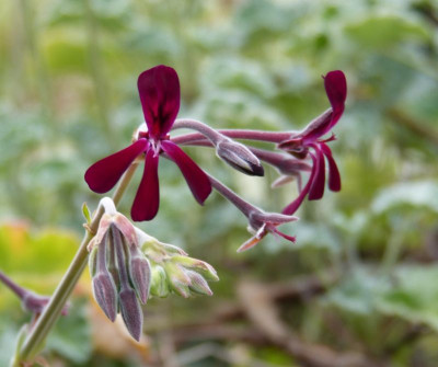 2016-08-16 Pelargonium sidoides.jpg