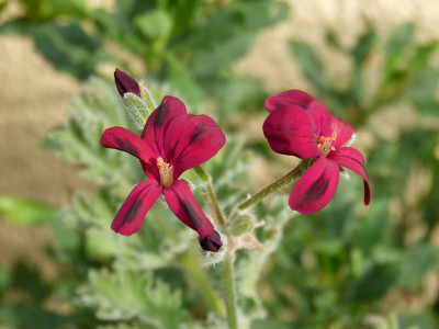 2016-08-16 Pelargonium schottii.jpg