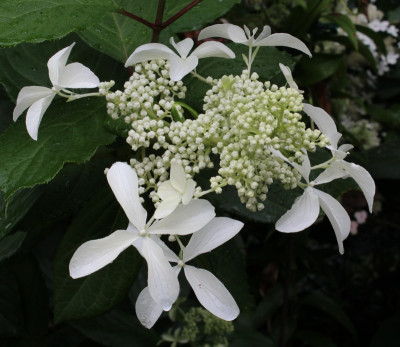 IMG_%346.jpg