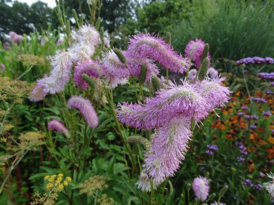 Sanguisorba Pink Brushes August 2016.JPG