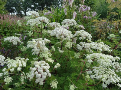 Selinum tenuifolium August 2016.JPG