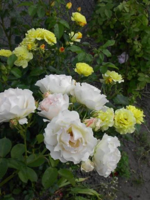 20040629_rokoko.jpg