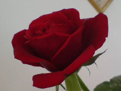 unbekannte_rote_rose3.JPG