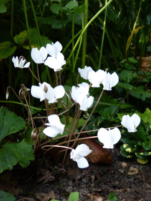 2016-08-21 Cyclamen hederifolium 'Alba'.jpg