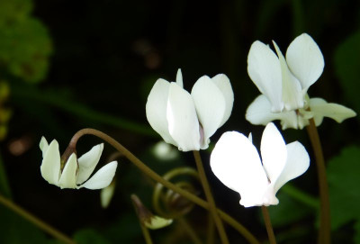 2016-08-21 Cyclamen hederifolium 'Alba' 2.jpg