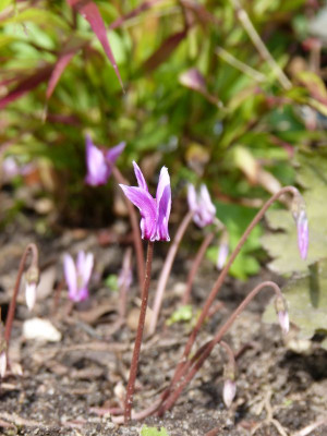 2016-08-21 Cyclamen hederifolium 'Amaze Me Pink'.jpg