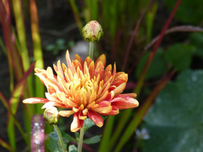 2016-08-21 Chrysanthemum 'Rotfuchs'.jpg