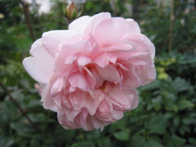 Rosa_Gruss_an_Aachen_Okt_06.jpg