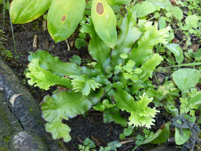 2016-08-21 Farne Phyllitis scolopendrium 'Cristata'.jpg