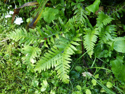 2016-08-21 Farne Polypodium vulgare ‘Ramosum Hillman’ .jpg