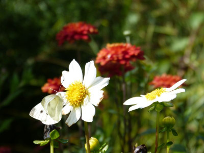 2016-08-21 Gartenimpressionen 2.jpg