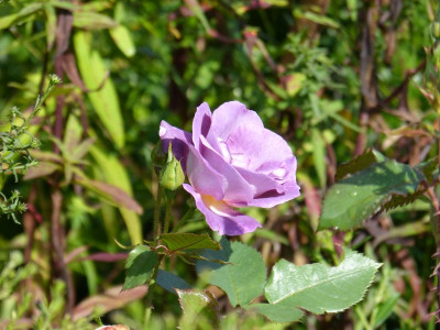 2016-08-21 Rosen 'Blue For You''.jpg
