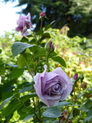 2016-08-21 Rosen 'Novalis'.jpg