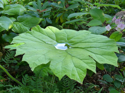 2016-08-21 Astilboides tabularis.jpg