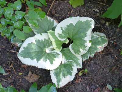 2016-08-21 Brunnera macrophylla 'Variegata'.jpg