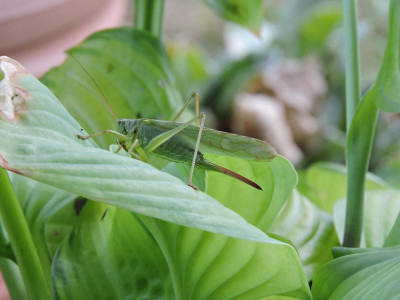 DSCN5623.JPG