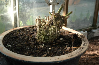 A1035_Small.JPG