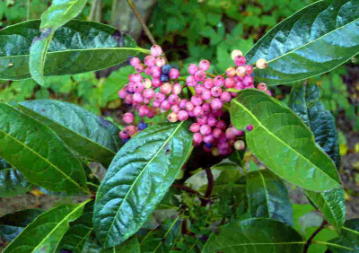 Viburnum-wilsonii.jpg