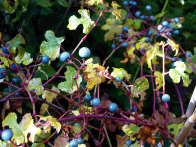Ampelopsis-brevipedunculata.jpg