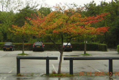 77Crataegus_prunifolia1.jpg
