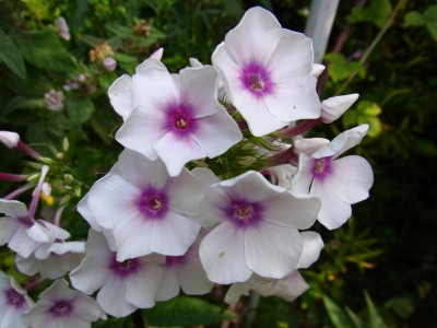 Mitschurinez_Ga_RIMG2217.JPG