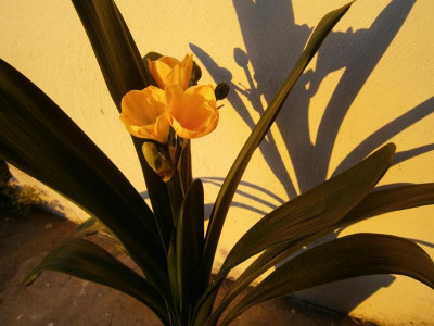 2.Blüte Clivia, Pablo 011.JPG