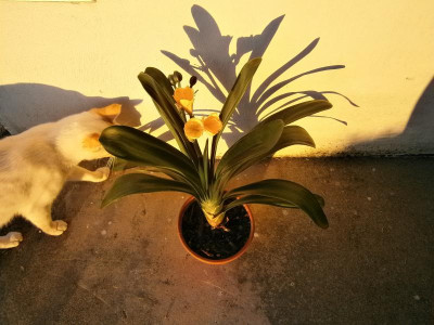 2.Blüte Clivia, Pablo 004.JPG
