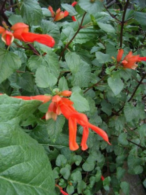 Salvia_regla.jpg.JPG
