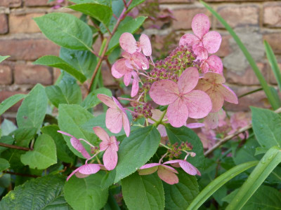 2016-08-21 Hydrangea paniculata 'Early Sensation'.jpg