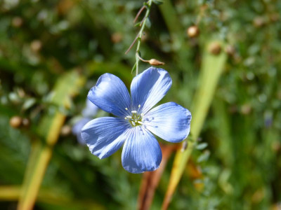 2016-08-21 Linum perenne.jpg