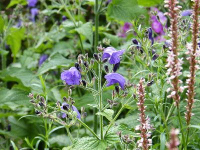 2016-08-14 Strobilanthes atropurpureus.jpg
