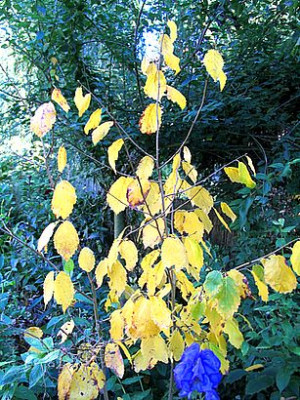 Hamamelis_virginiana_Herbst_2006.jpg