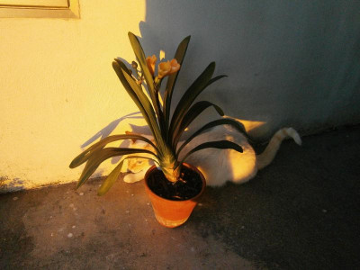 2.Blüte Clivia, Pablo 021.JPG