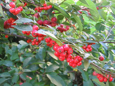 Cotoneaster_Herbst_2006.jpg