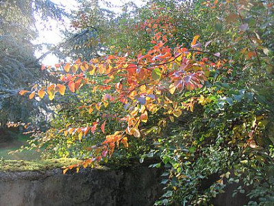 Spiraea_x_vanhouttei_Herbst_2006.jpg