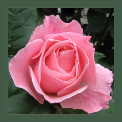ROSE_MO_1610_RI.jpg