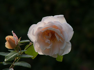 Martine-V-10-06.jpg