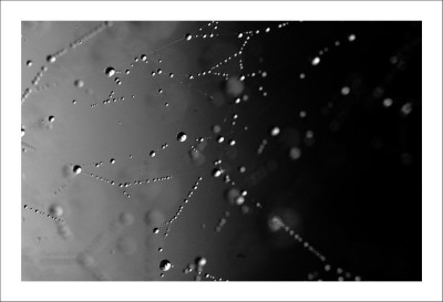 Tropfennetz_2_sw_15-10-2006.jpg