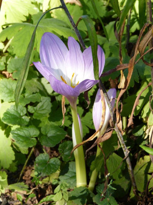 2016-08-24 Colchicum speciosum 1.jpg