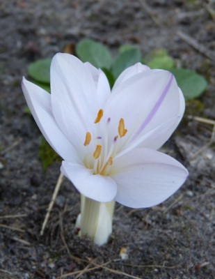 2016-08-24 Colchicum byzantinum 'Album' 2.jpg