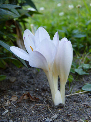 2016-08-24 Colchicum byzantinum 'Album' 1.jpg