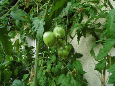 P1050036.JPG