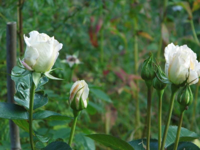 P1050047.JPG