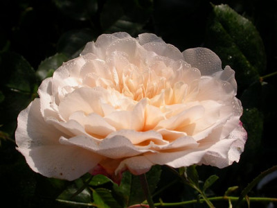 bredon3_g.jpg