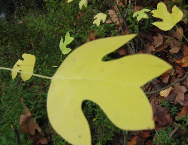 Liriodendron_chinense_Laub.JPG