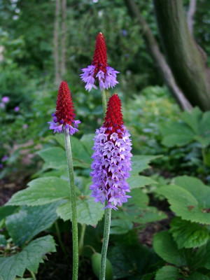 06220036_ePrimula_vialii.JPG